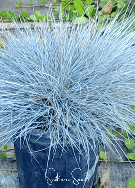 Blue Fescue – 100 Seeds