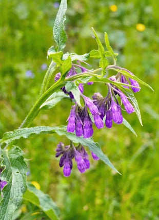 True Comfrey – 20 Seeds