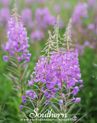 Fireweed (Willowherb) – 100 Seeds