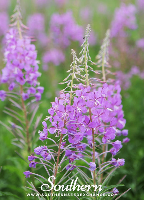 Fireweed (Willowherb) – 100 Seeds