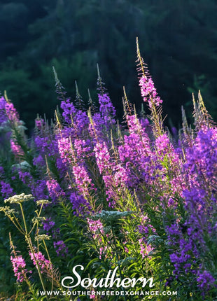 Fireweed (Willowherb) – 100 Seeds