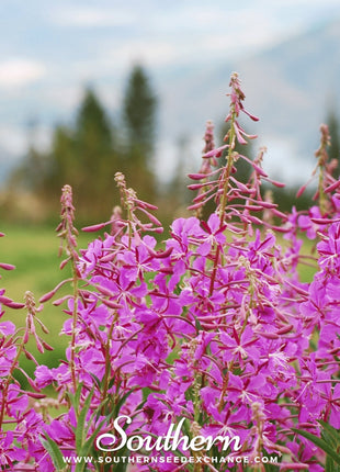 Fireweed (Willowherb) – 100 Seeds