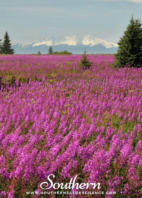 Fireweed (Willowherb) – 100 Seeds
