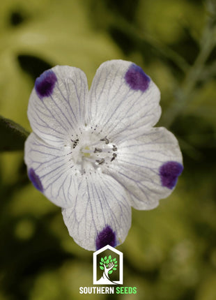 Five Spot – 50 Seeds
