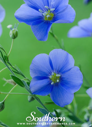 Blue Flax – 100 Seeds
