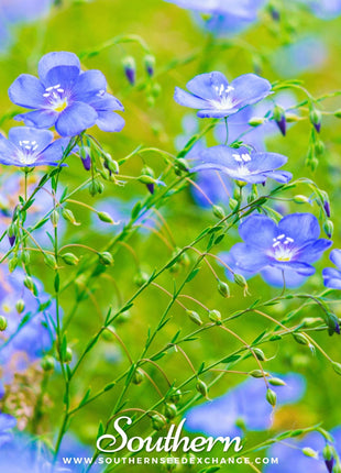 Blue Flax – 100 Seeds