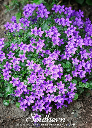 Blue Flax – 100 Seeds