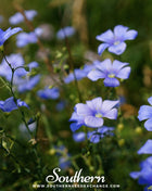 Blue Flax – 100 Seeds
