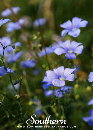 Blue Flax – 100 Seeds