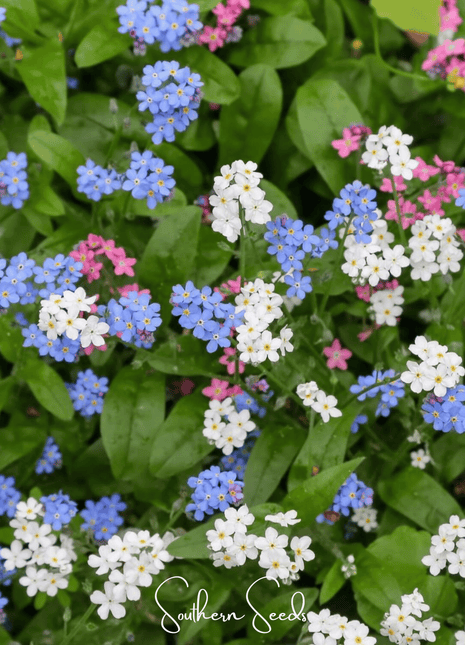Forget Me Not Mix – 100 Seeds
