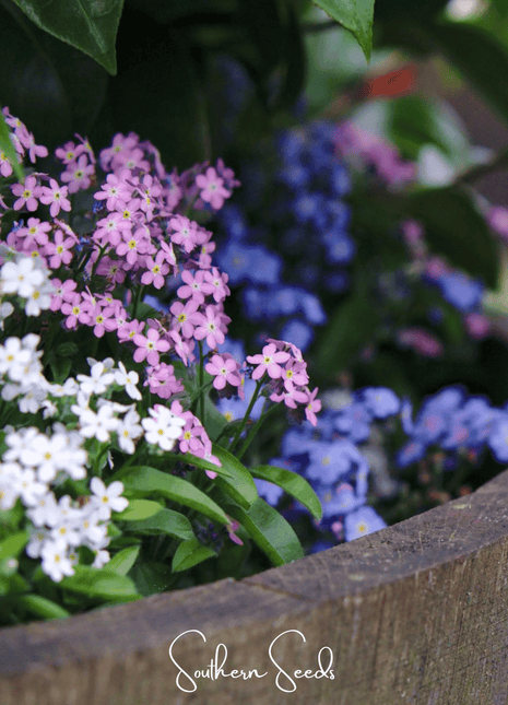 Forget Me Not Mix – 100 Seeds