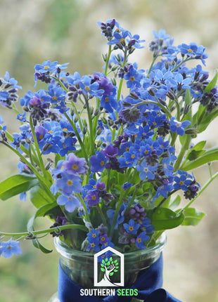 Forget Me Not – 100 Seeds