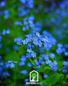 Forget Me Not – 100 Seeds