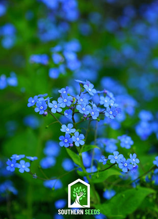 Forget Me Not – 100 Seeds