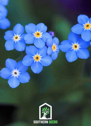 Forget Me Not – 100 Seeds
