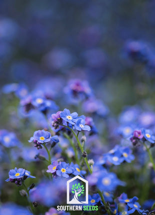 Forget Me Not – 100 Seeds