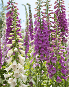 Foxy Foxglove Mix – 200 Seeds