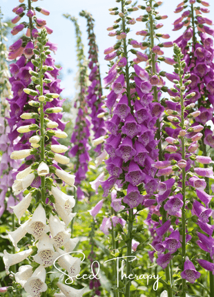 Foxy Foxglove Mix – 200 Seeds