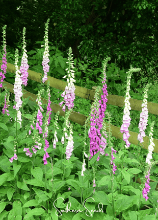 Foxy Foxglove Mix – 200 Seeds