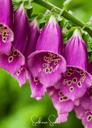 Foxy Foxglove Mix – 200 Seeds