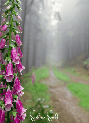 Foxy Foxglove Mix – 200 Seeds