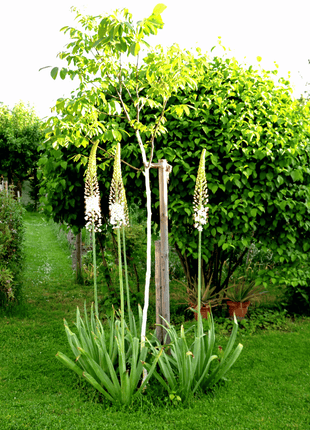 Foxtail Lily – 10 Seeds