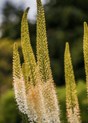 Foxtail Lily – 10 Seeds