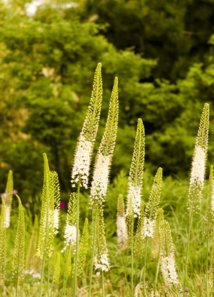 Foxtail Lily – 10 Seeds