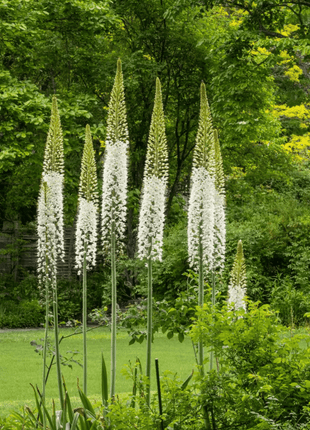 Foxtail Lily – 10 Seeds