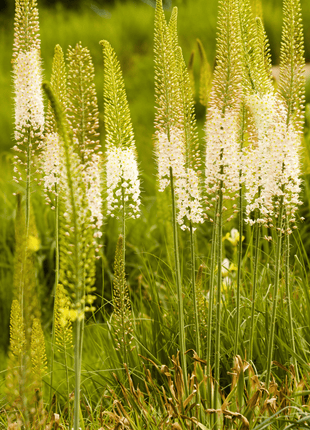 Foxtail Lily – 10 Seeds