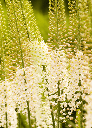Foxtail Lily – 10 Seeds