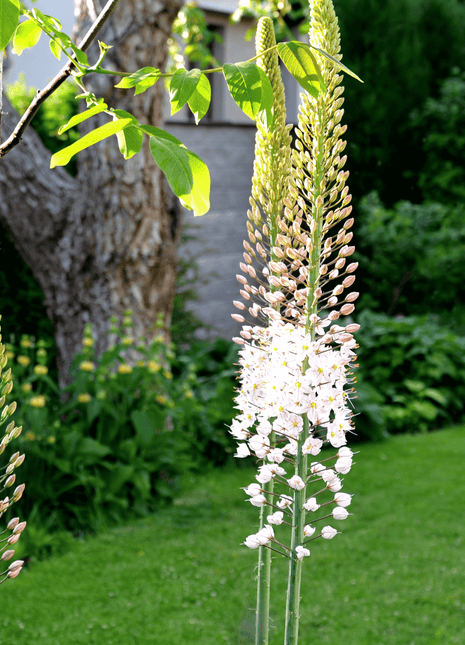 Foxtail Lily – 10 Seeds