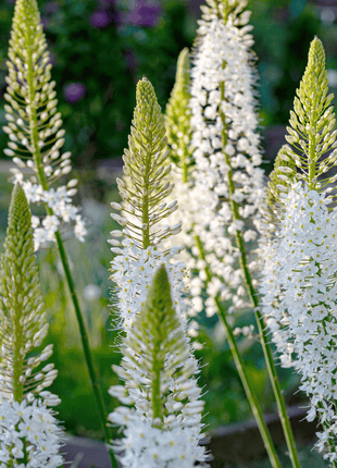 Foxtail Lily – 10 Seeds