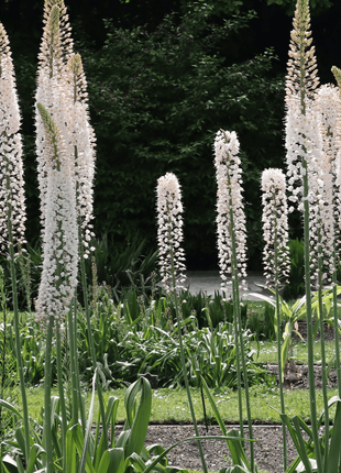 Foxtail Lily – 10 Seeds