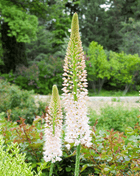 Foxtail Lily – 10 Seeds