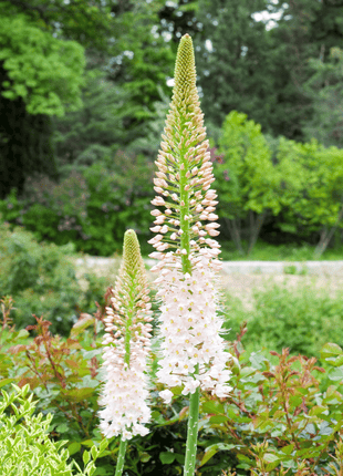 Foxtail Lily – 10 Seeds
