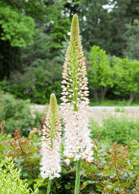 Foxtail Lily – 10 Seeds