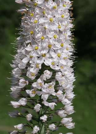 Foxtail Lily – 10 Seeds
