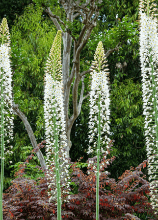 Foxtail Lily – 10 Seeds