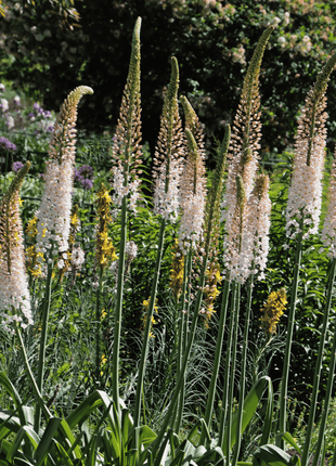 Foxtail Lily – 10 Seeds