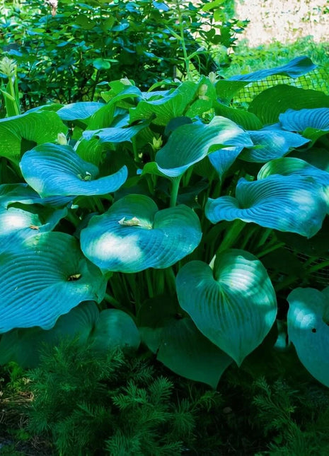 Blue Hosta – 25 Seeds