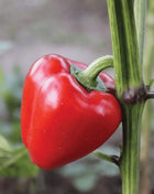 Pimento Sweet Pepper – 25 Seeds