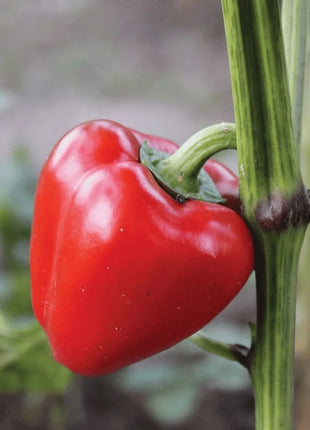 Pimento Sweet Pepper – 25 Seeds