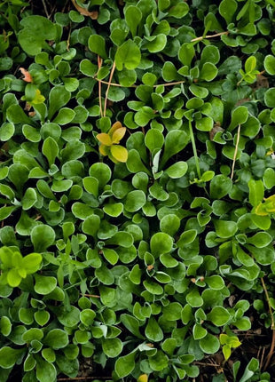 Purslane – 100 Seeds