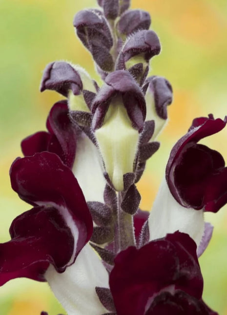 Night & Day Snapdragon - 200 Seeds