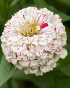 Peppermint Stick Zinnia – 50 Seeds