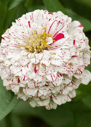 Peppermint Stick Zinnia – 50 Seeds