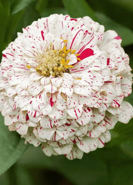 Peppermint Stick Zinnia – 50 Seeds