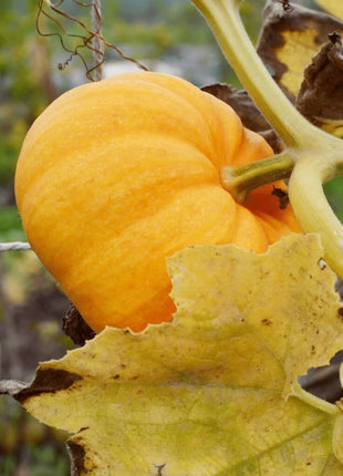 Jack Be Little Pumpkin – 25 Seeds