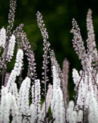 Black Cohosh (Bugbane) – 25 Seeds